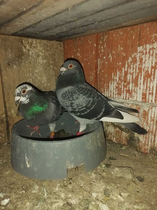 Porumbei voiajori