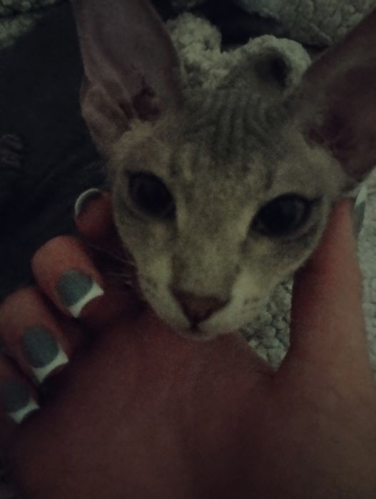 Сфинкс Питерболд