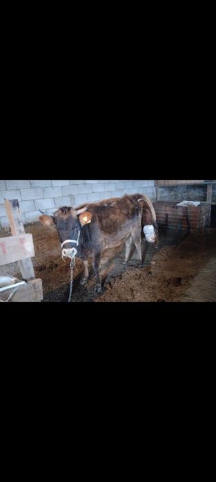 Буаз донежын сиыр сатылады