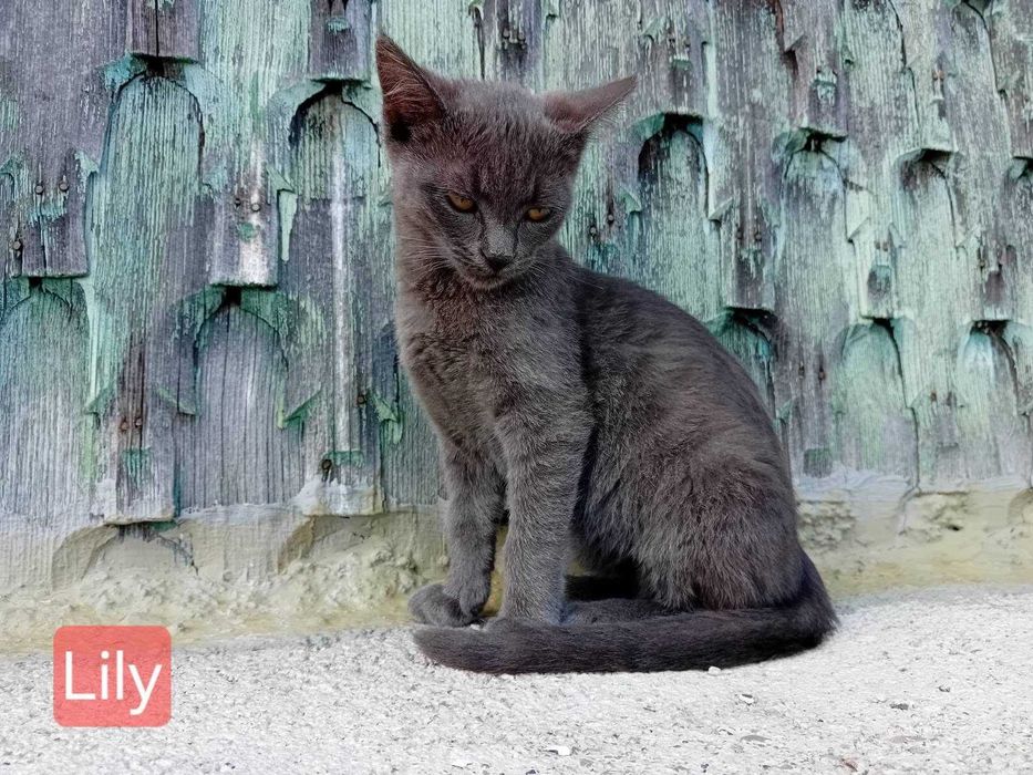 Pisicuta Lily spre adoptie