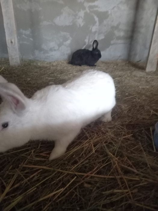 Кролики годовалые