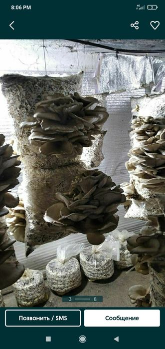 Qo'ziqorin urug'i veshinka. КА - 17 Семена Грибов Вешинка