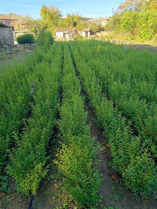 Продавам вечнозелен Лигуструм (Ligustrum Ovalifolium) на гол корен!