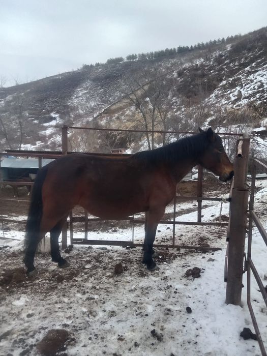 Бие сатылады, буаз