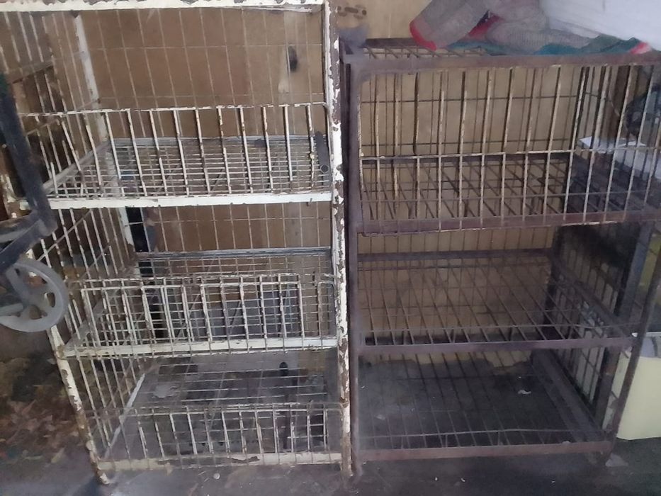 Клетки в хорошем состоянии