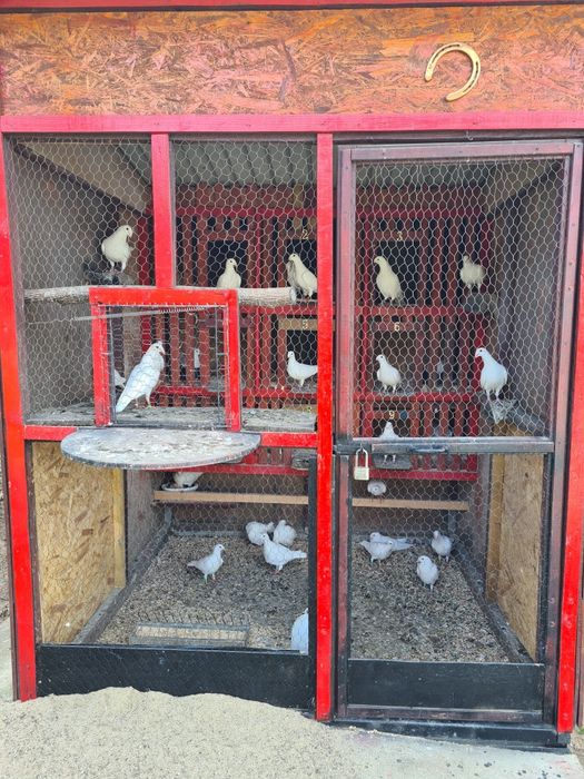 Pui voiajori albi 2026 și Maturi