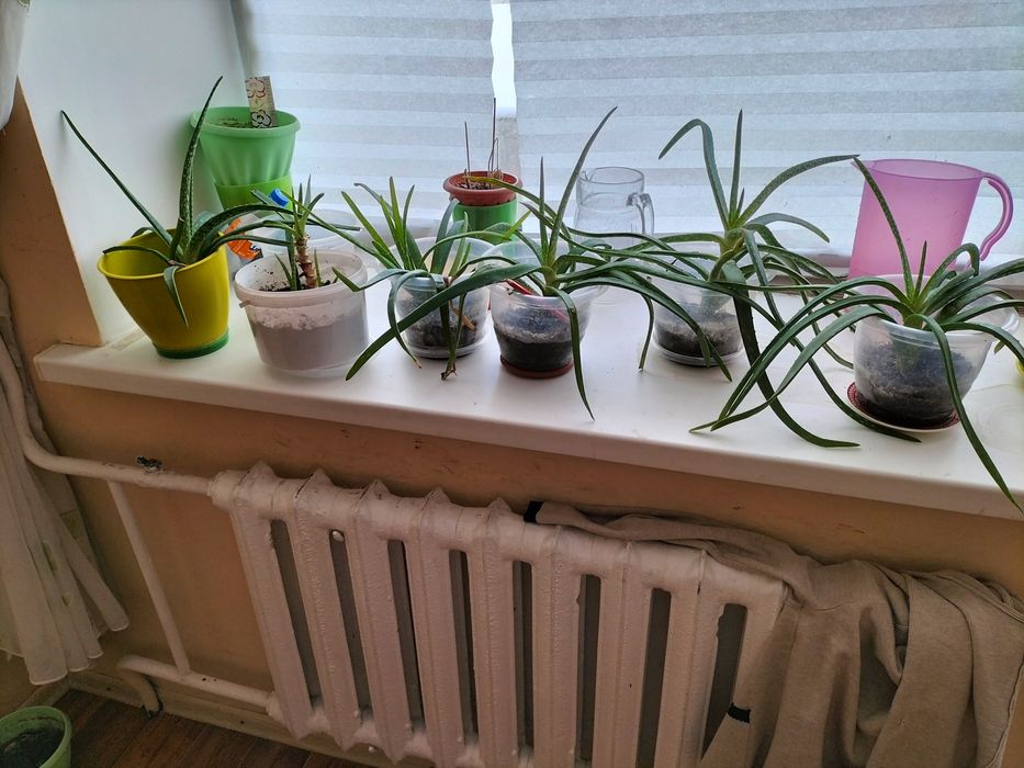 Алое вера лечебное