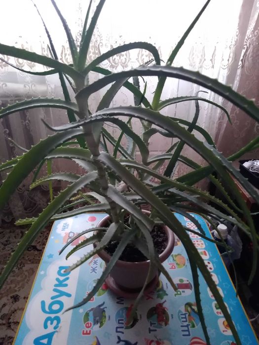 Алоэ лечебный 4года.