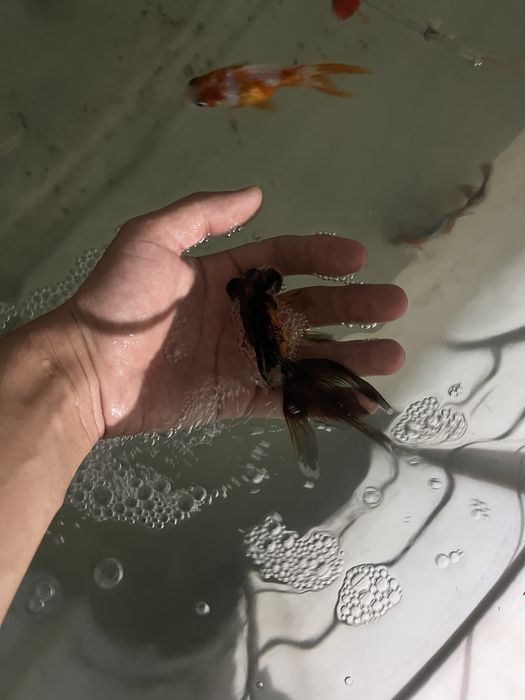 Oranda baliqla sotiladi
