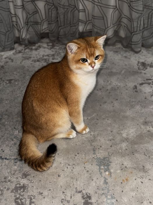 Золотая Шиншила на вязку (опытный) tg:zafaking