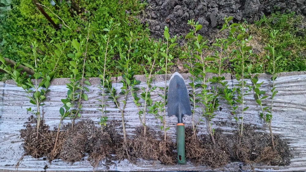 Лигуструм (Жив плет) Продава