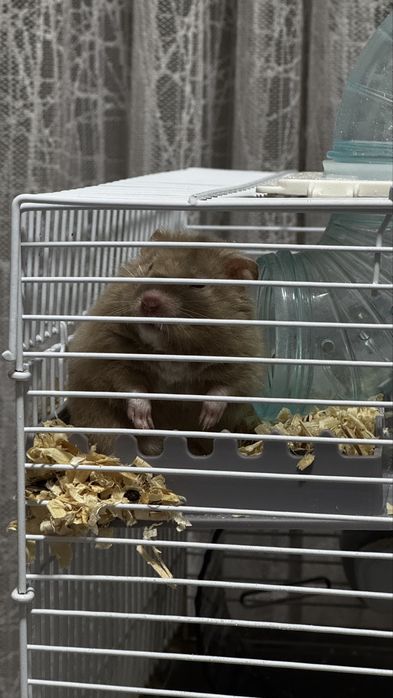 Продам хомяка с клеткой