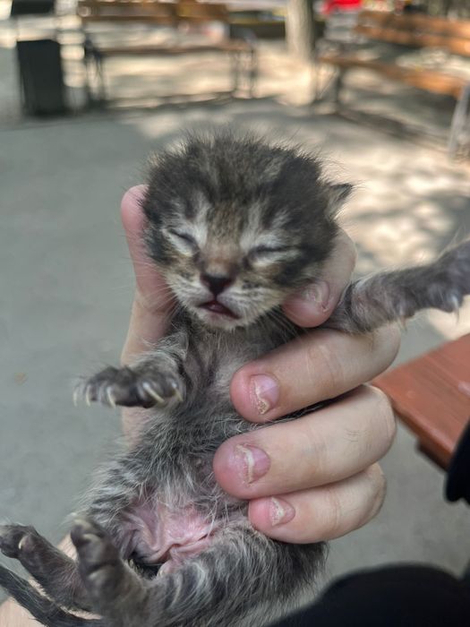 Отдам котят , мама пропала (((