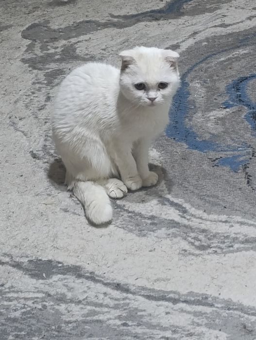 Вислоухая в добрые руки