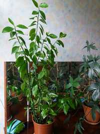 8 комнатных растений, создающих идеальный микроклимат в доме