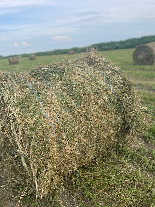 Baloți mari Lucernă