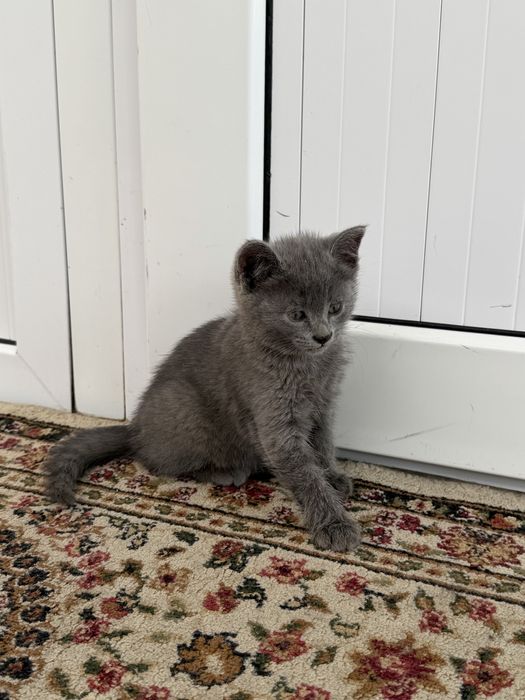 Отдаем котят в добрые руки