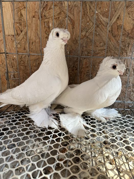 Продам домашних голубей