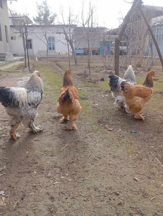 Продаются петухи светлый Брама  домашние.