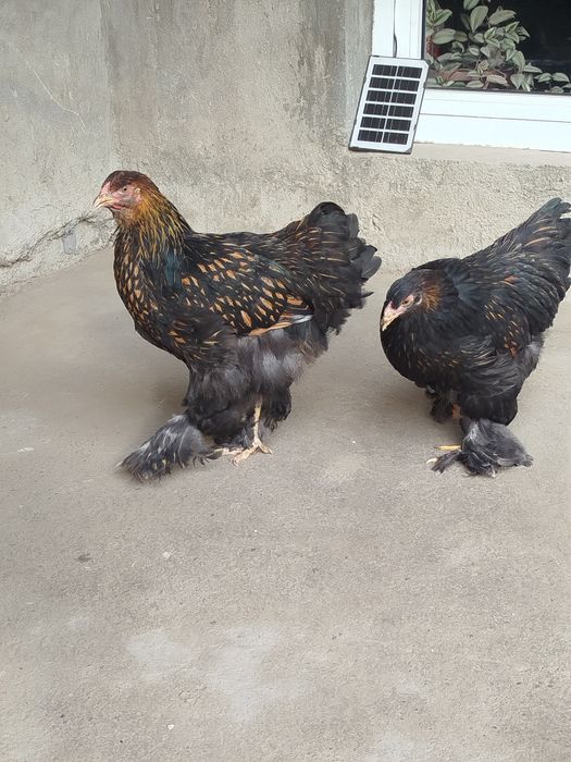 Брама золота Товуқ 450мин донаси