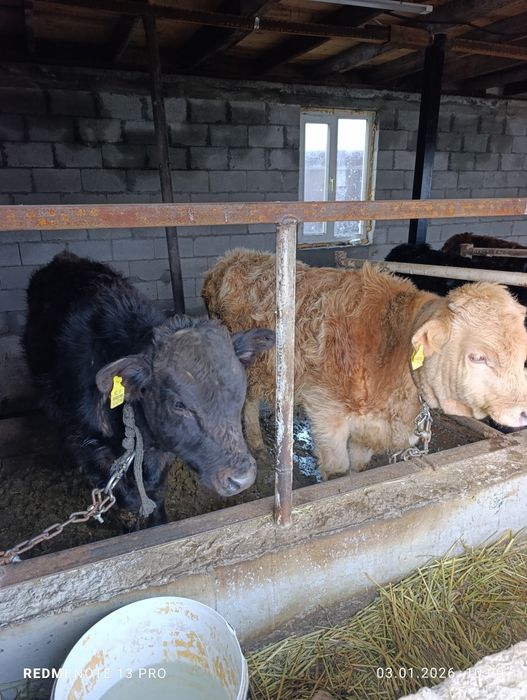 Продам бычки подсосы