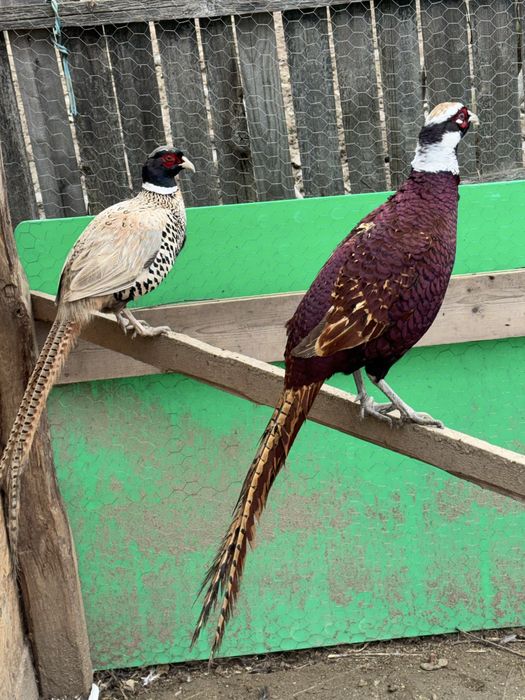 Fazani comuni si tenebros