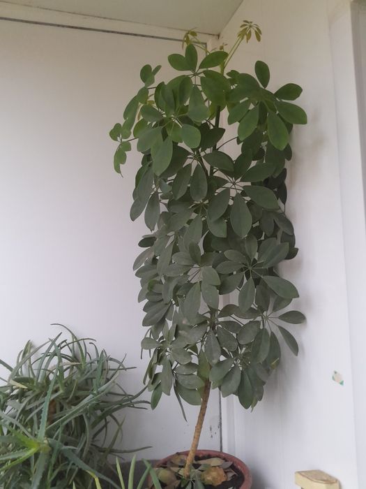 Продам шефлеру очень красивый цветок