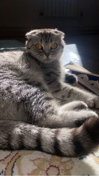 Кошка девочка висла ухая