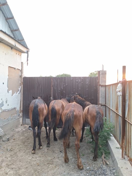 Жылкы құлындар 4 еу сатылады