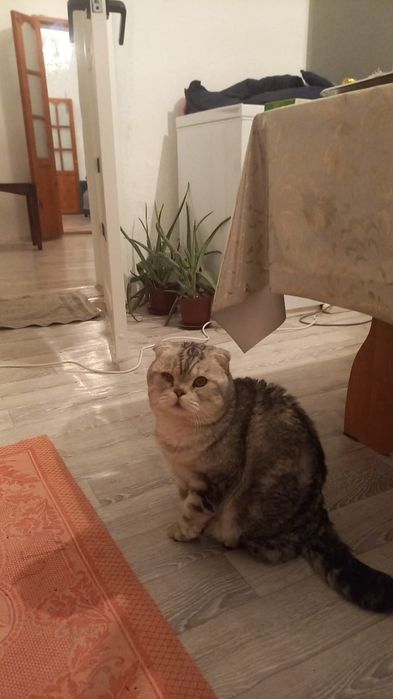 Шотландская вислоухая кошка