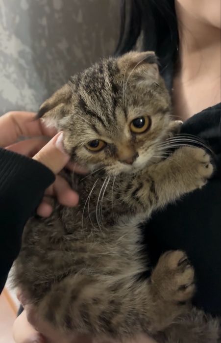 вислоухая кошка девочка котенок