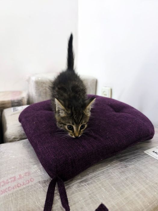 Котята в хорошие руки