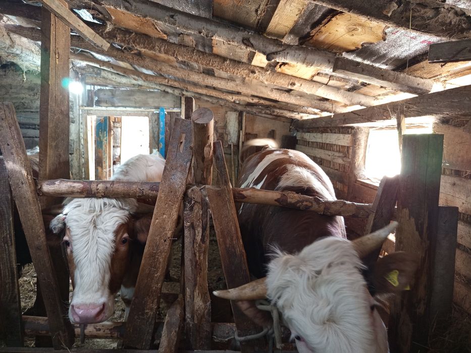 Продам быков 12 голов оптом