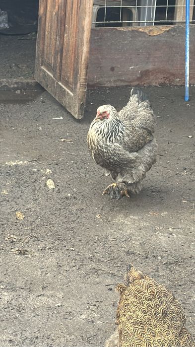 Инкубационные яйцо брамы