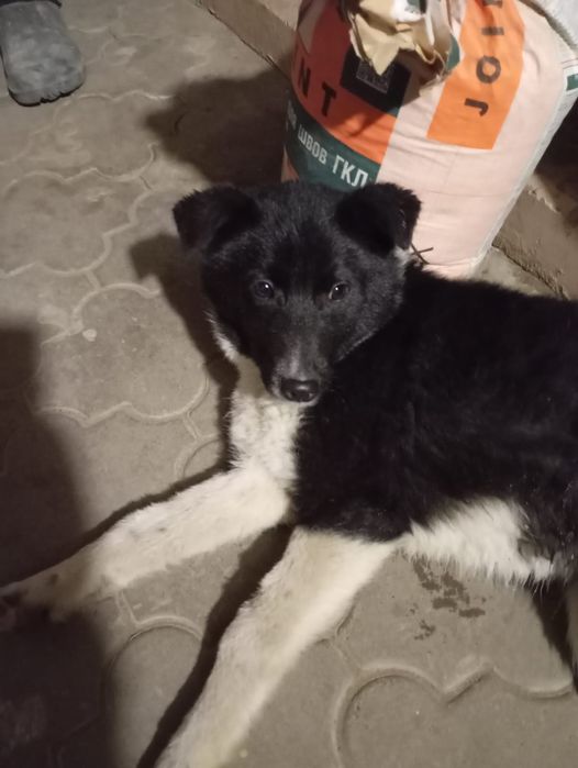 Отдам в добрые руки