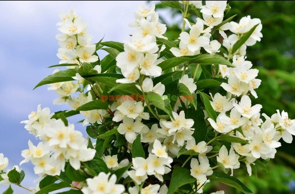 Iasomie la ghiveci, Jasmine , producător de plante ornamentale și Arbuști fructiferi.