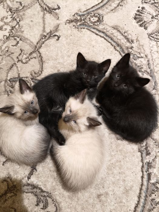 Отдам котят в добрые руки