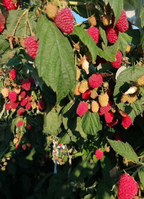 Zmeură Polka și Polana – Fructe Mari și Dulci, Plante Sănătoase!