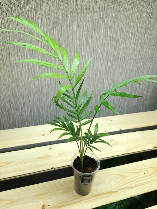 Продам Фикус Тинеке