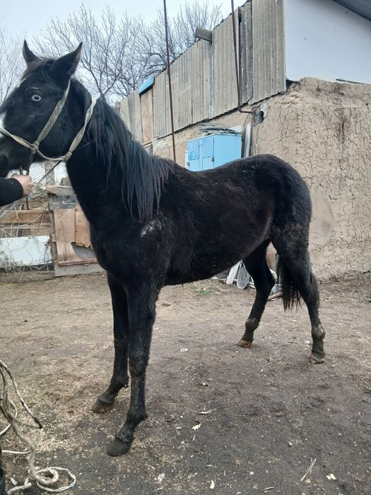 Соғым семіз құнажын байтал