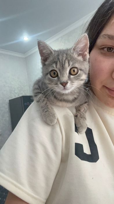 Кошка британский