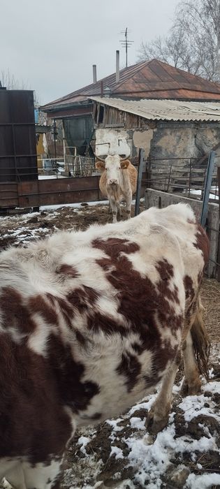 Продаются коровы