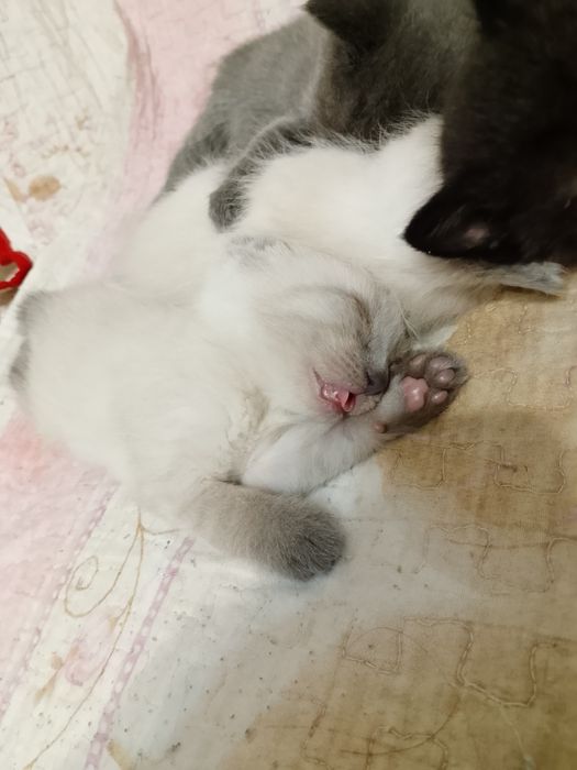 Отдам котят в добрые руки