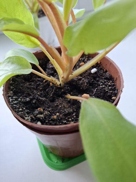 Продам цветок филодендрон Malay Gold