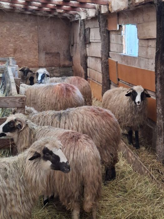 Vand 15 oi cu miei