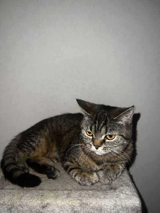 Отдам серую кошку