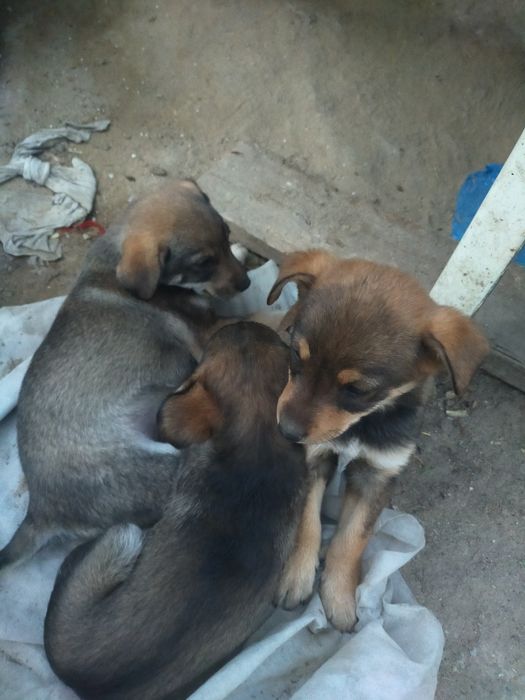 Отдам щенков в добрые руки