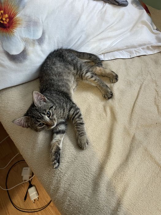 Pisica tigrata cuminte