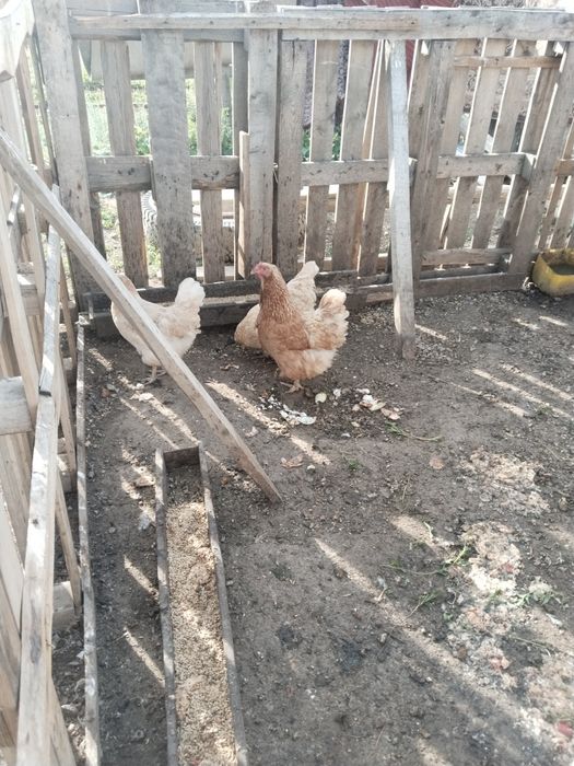 Продам кур домашние