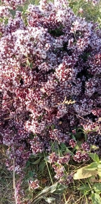 Лекарственные травы.